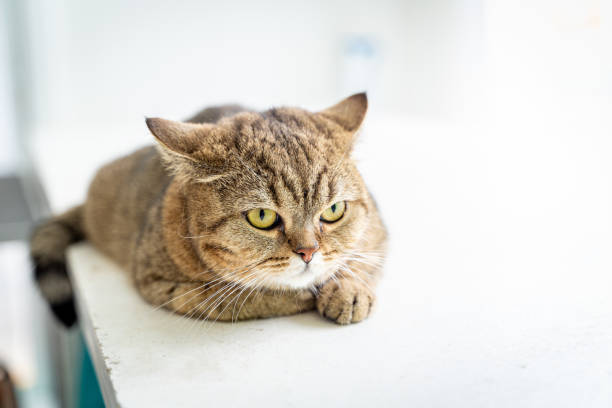 istock Lazy Scottish cat laying down on white background. The cat is sitting. 2155973921