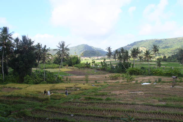 istock Scenic view of rice field with hill 2155974154