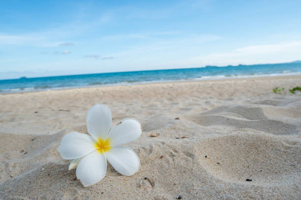 Romantic activity: Throwing bougainvillea flower heads on tropical beach. Preparation for a private dinner.