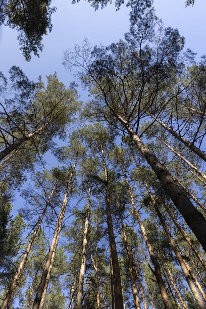 istock pine forest with tall trees against a blue sky background 2155974937