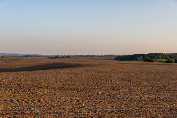 istock an agricultural field with corn during sunset 2155974951