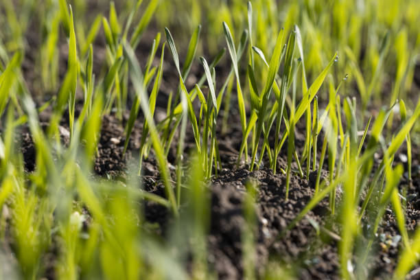 istock new rows of wheat in the field 2155974966