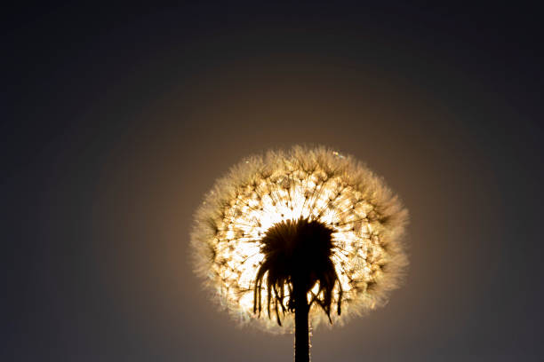 white dandelion balls in spring, dandelion seeds in spring after flowering