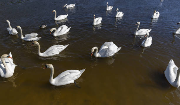 istock white swans waiting to feed 2155975055