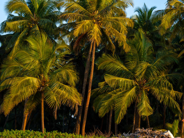 Landscape, Seascape, Tamastirth beach at Dapoli, Ratnagiri, Maharashtra, India, Asia.