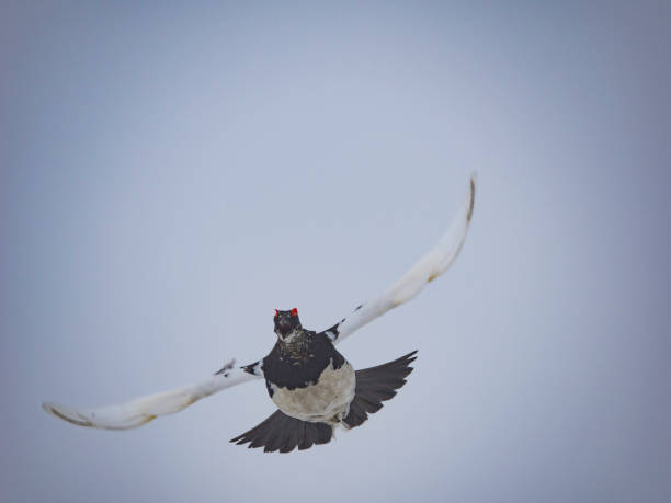istock Rock Ptarmigan male flying 2155976642