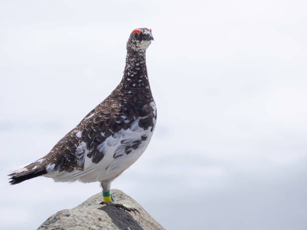 istock Rock Ptarmigan male keeping territory 2155976647