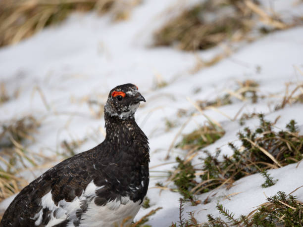 istock Rock Ptarmigan male 2155976651