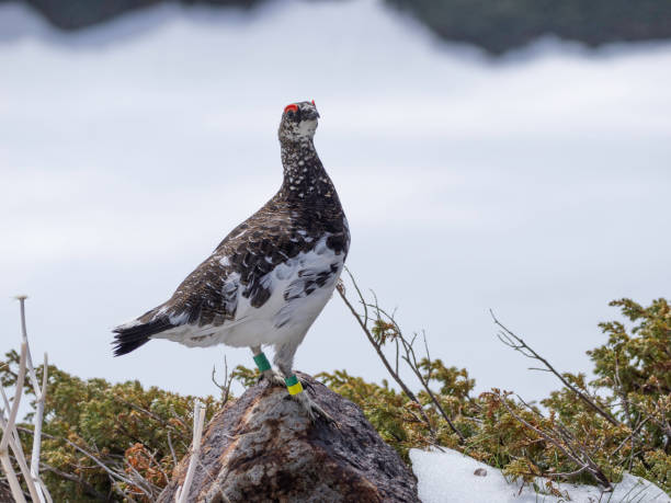 istock Rock Ptarmigan male keeping territory 2155976666