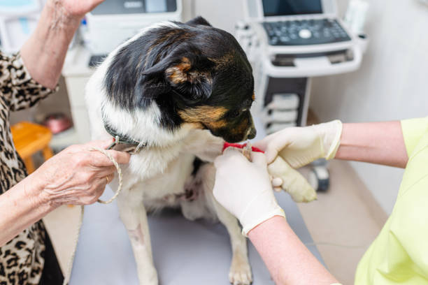 istock Pets oncology concept. The dog is waiting for a hemotherapy drip. 2155977035