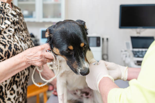istock Pets oncology concept. The dog is waiting for a hemotherapy drip. 2155977036