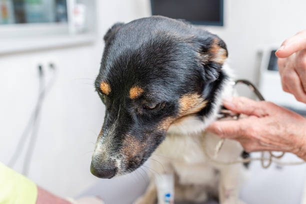 istock Pets oncology concept. The dog is waiting for a hemotherapy drip. 2155977038
