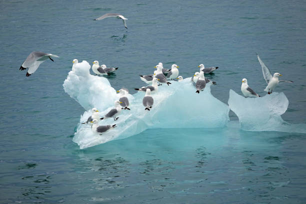 istock Landscape of Svalbard 2155977415