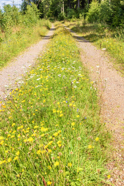 istock Flowering wildflowers on a grass shoulder on a dirt road 2155978552