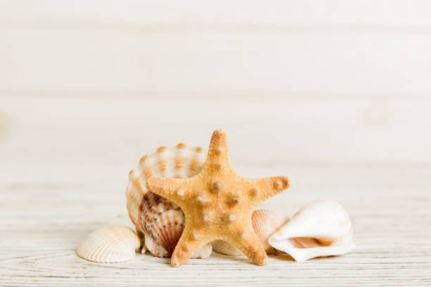 istock Summer time concept with sea shells or starfish on a table background with copy space for text 2155980672
