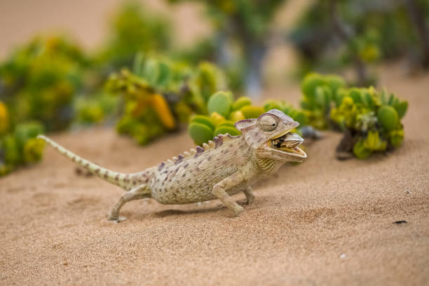istock Namaqua Chameleon eating a beetle 2155980812