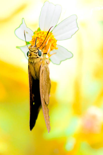 A brown butterfly sucks nectar from a small flower amidst beautiful nature.