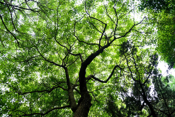 istock Trees in a Shanghai park with low angle of view. Looking at the sky through Tree Leaves 2155982620