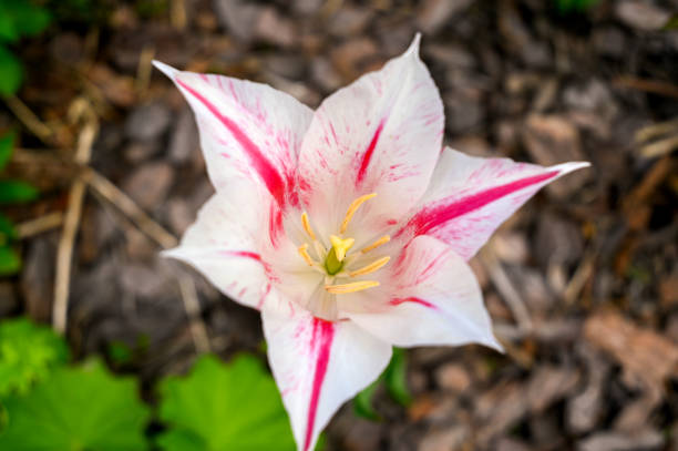 A white and pink tulip. Close-up. Top view.