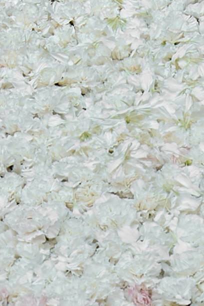 istock Field of white flowers in full bloom 2155984963