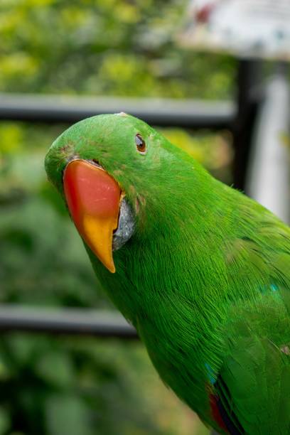 istock Nuri Bayan Maluku or Moluccan Eclectus, parrot bird 2155986080