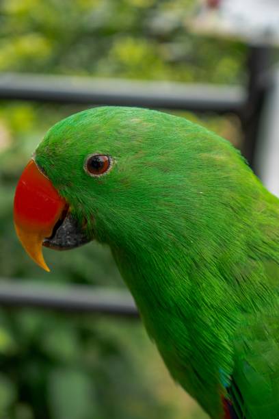 istock Nuri Bayan Maluku or Moluccan Eclectus, parrot bird 2155986083