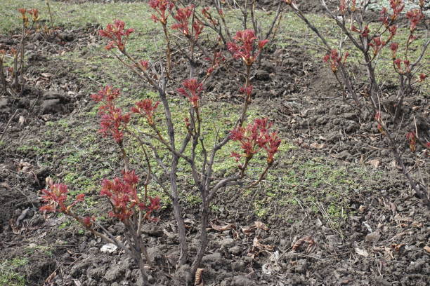 istock Young red leaves on branches of tree peony in April 2155986406