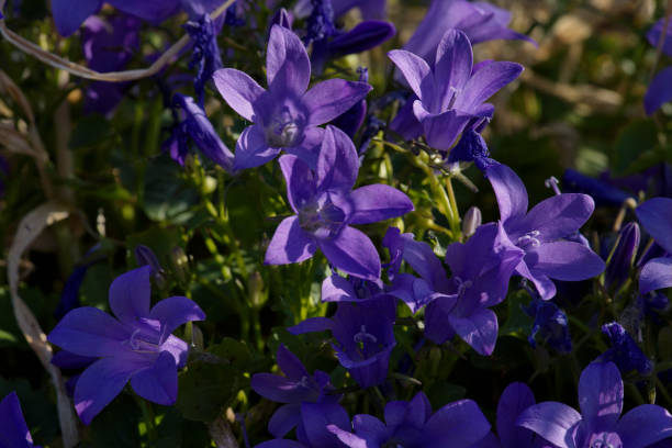 istock Adria bellflower, or Wall bellflower 2155987053