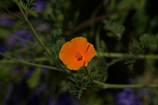 field with California poppy (Eschscholzia californica). Goldmohn.