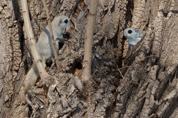 istock Siberian flying squirrels courting in a park in Hokkaido. 2155987398