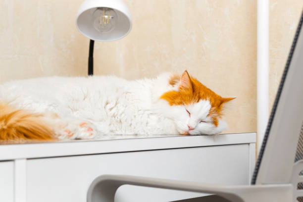 domestic cat lies on the desk, close-up. cat sleeping on the tabletop of the computer desk. High quality photo