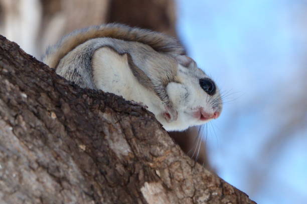 istock A flying squirrel sits on a branch in a park in Hokkaido. 2155987765