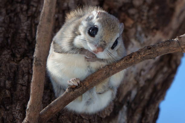 A flying squirrel sits on a branch in a park in Hokkaido.