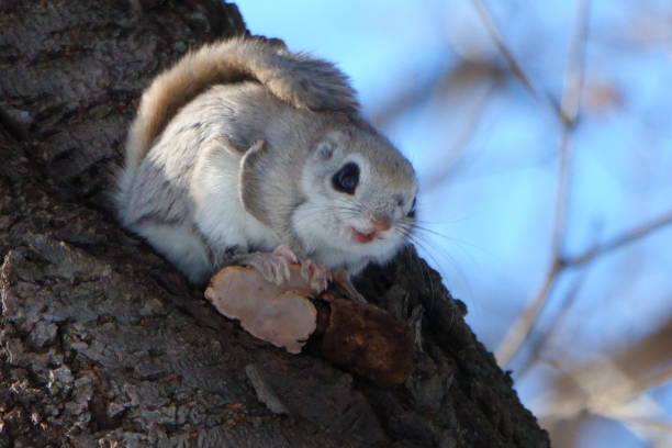 istock A flying squirrel sits on a branch in a park in Hokkaido. 2155987805