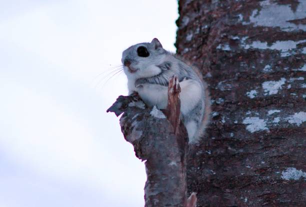 istock A flying squirrel sits on a branch in a park in Hokkaido. 2155987856