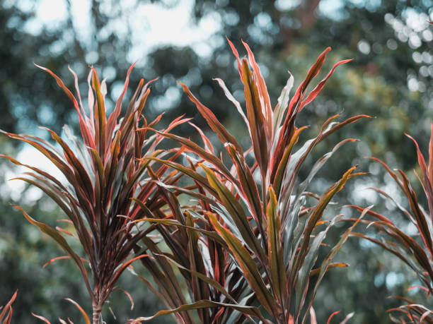istock Good Luck Plant 2155988315