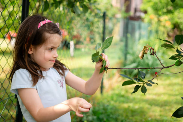 istock Cute little girl picking cherries from a tree 2155988624