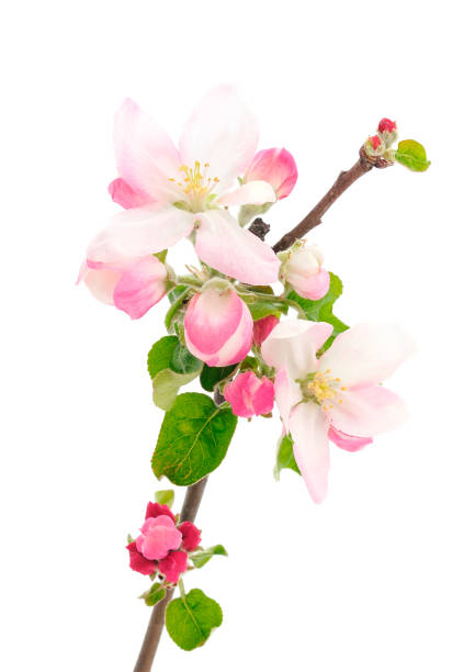 istock Flowering branch of apples. 2155989089