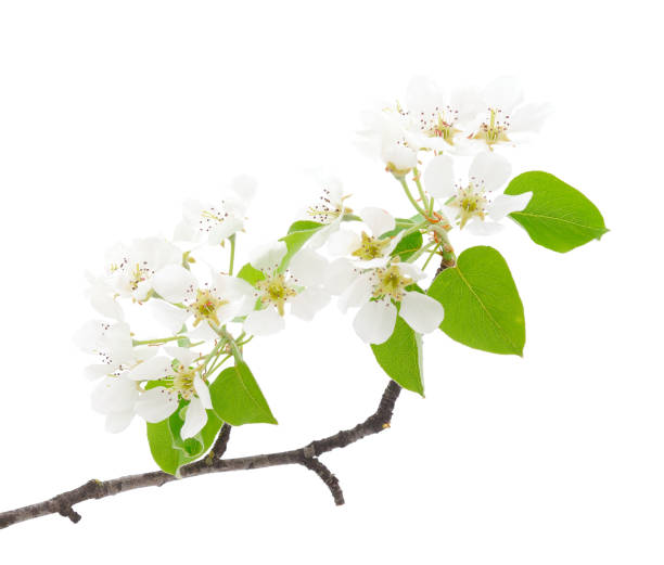 istock Flowering branch of cherry. 2155989098