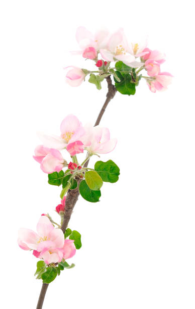 istock Flowering branch of apples. 2155989101
