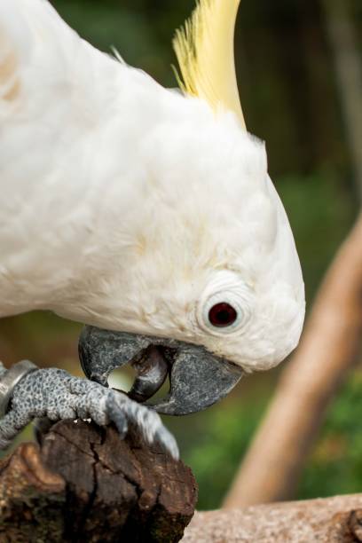 istock Kakatua Jambul Kuning or Yellow Crested Cockatoo 2155992073