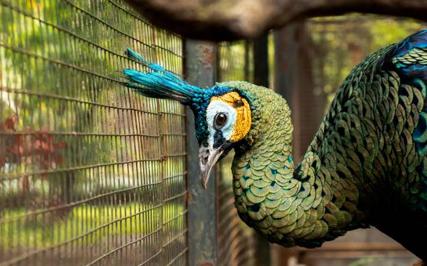 istock Merak Hijau or Green Peafowl (pavo muticus) 2155992090