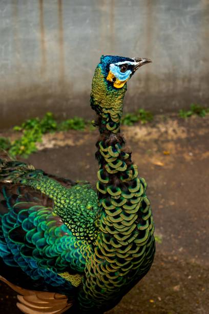 istock Merak Hijau or Green Peafowl (pavo muticus) 2155992126