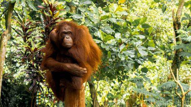 Orang Utan Kalimantan (pongo pygmaeus) on the Tree