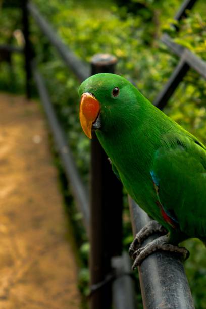 istock Nuri Bayan Maluku or Moluccan Eclectus, parrot bird 2155992300
