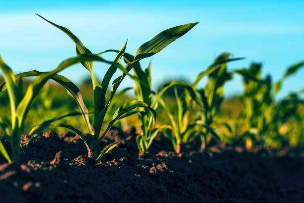 istock Maize crop field with corn plants in four to five leaves growth vegetative stage 2155992374