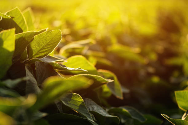 istock Soybean plantation in summer sunset 2155992410