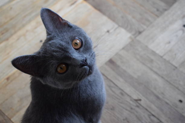gray British cat with amber eyes sits on the parquet