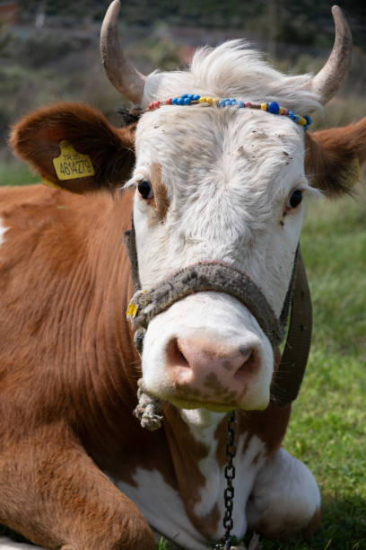 istock cows graze on a green field in sunny weather 2155992804