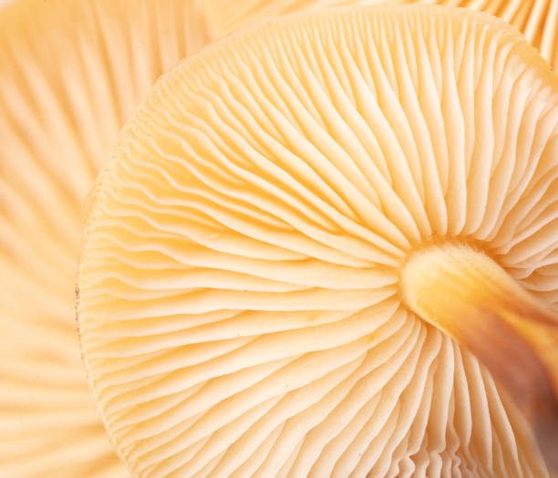 istock Winter honey fungus mushroom as a background. Macro 2155993861